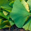 Ginko biloba - OstyHealth Composition